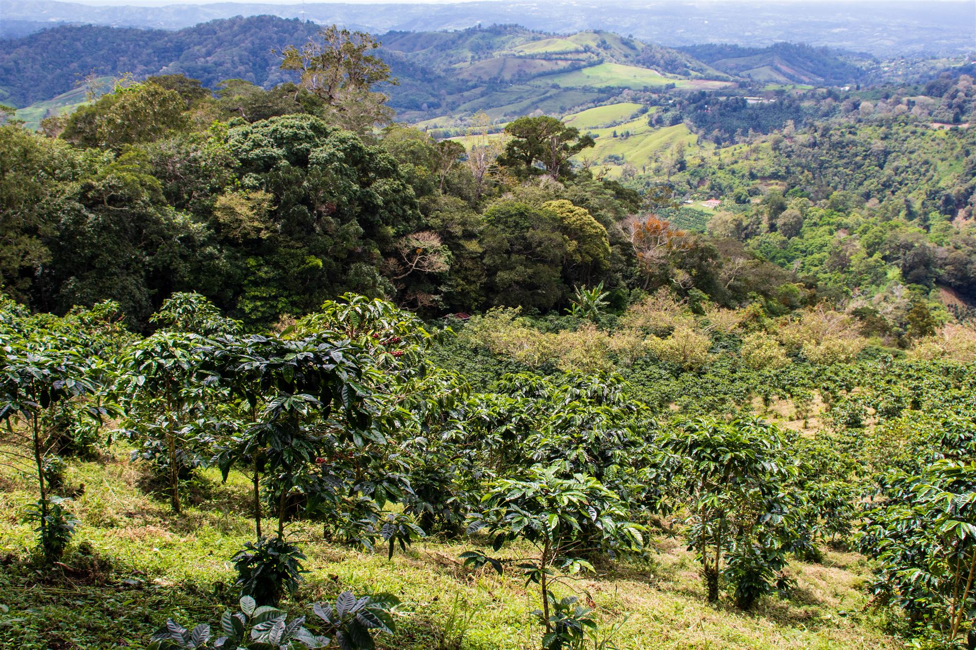 Bosque con árboles de sombra y cafetos