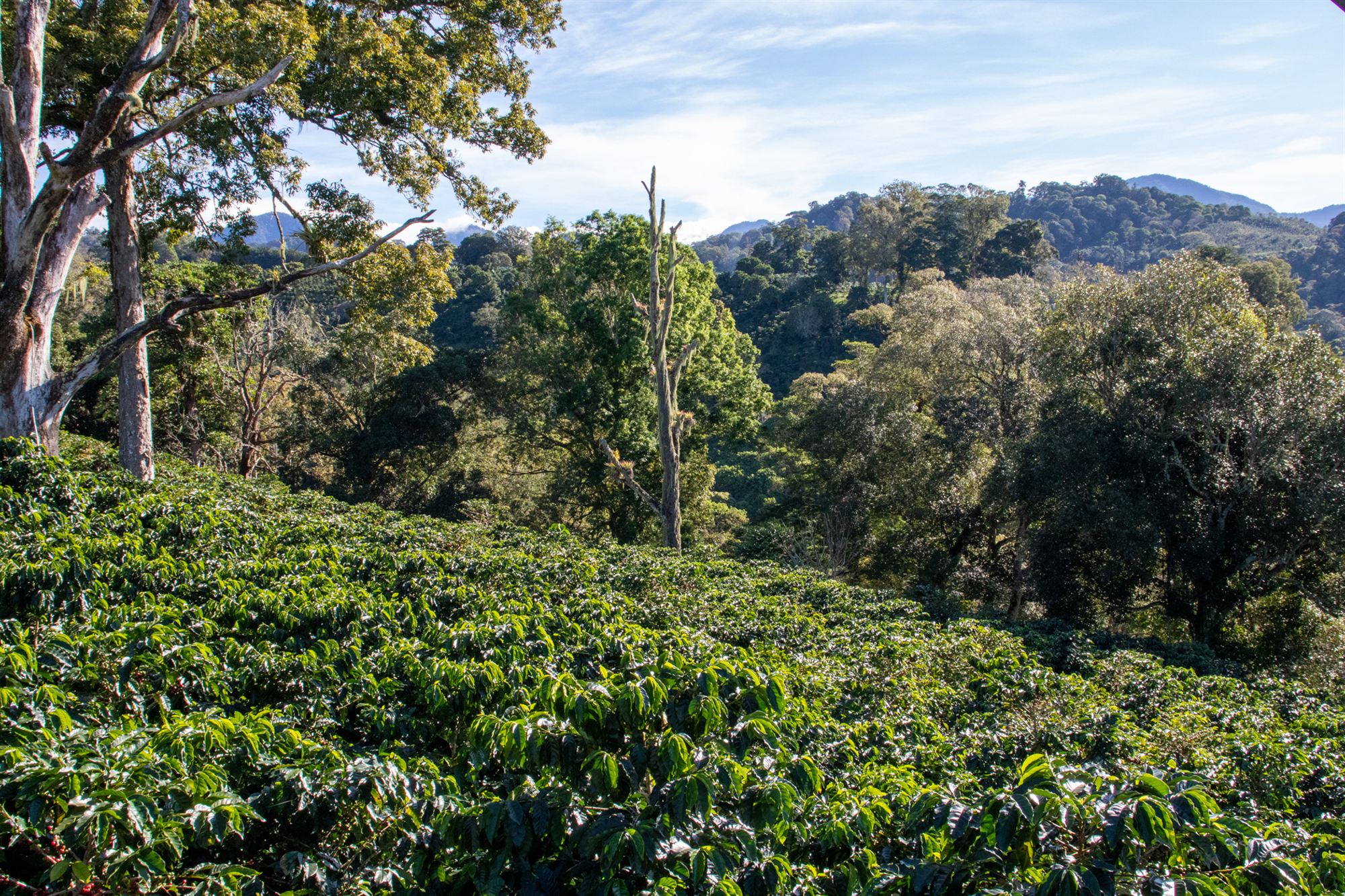 Cafetal bajo árboles de sombra y bosque al fondo