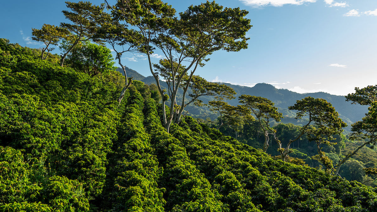 Cafetales entre árboles de sombra en las montañas de Chiriquí