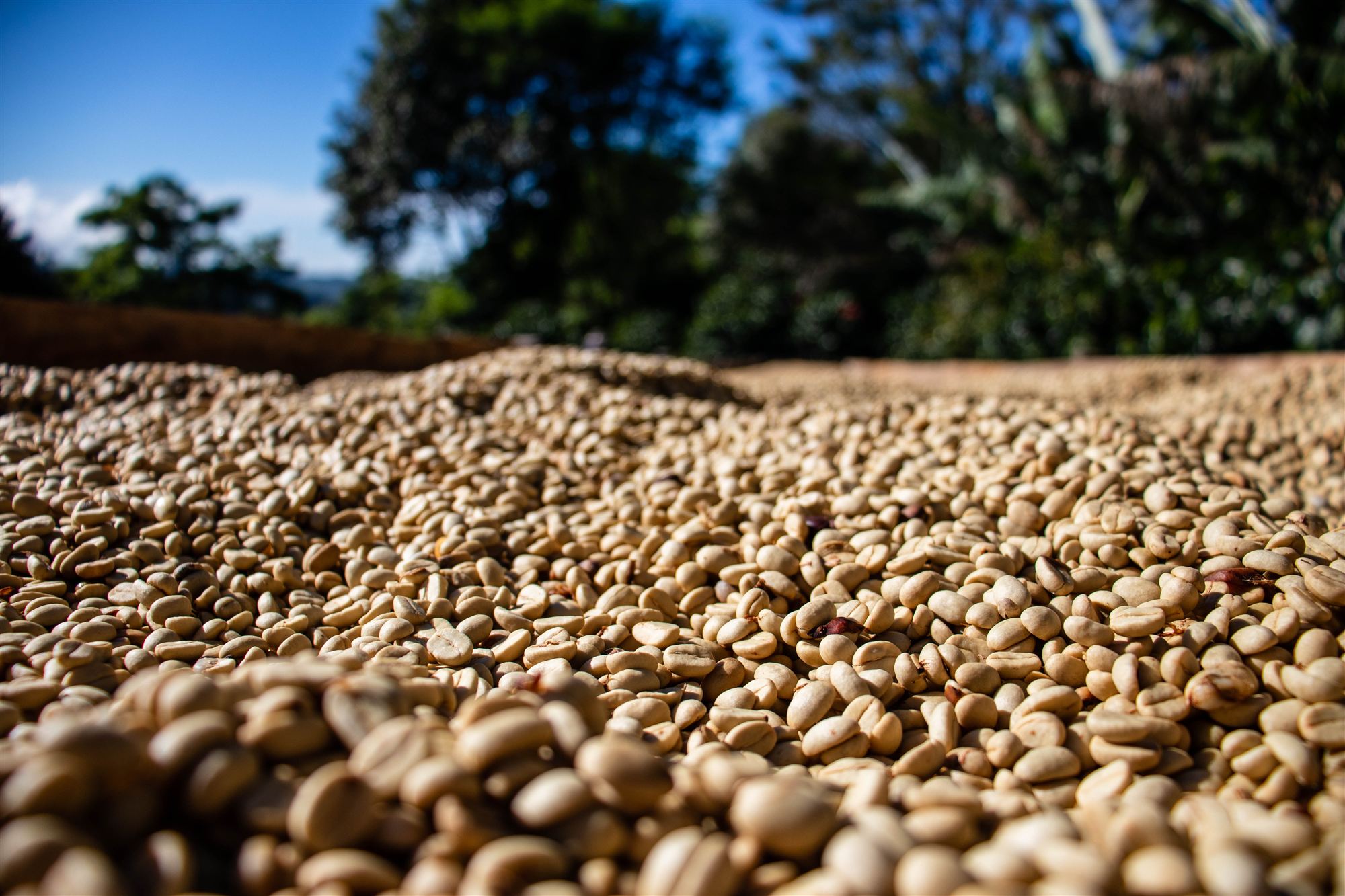 Granos de café secándose al sol